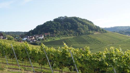 winzerhofschlierbachweinberg