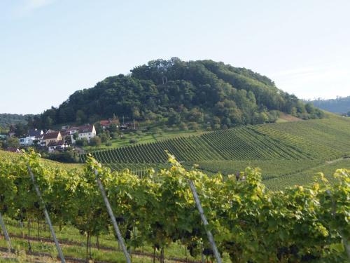 winzerhofschlierbachweinberg winzerhofschlierbachweinberg