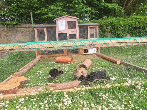 Unsere Zwerghasen