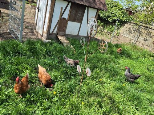 Unsere Hühner