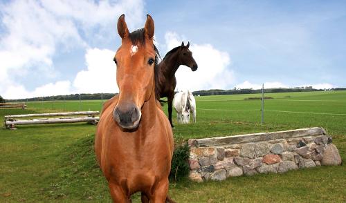 Reiten im Urlaub