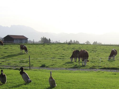 Unsere Kühe und Laufenten