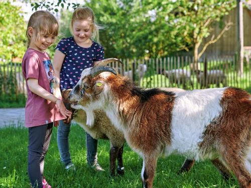 msb_2024_06_thomahof_ziegen_04_3_klein