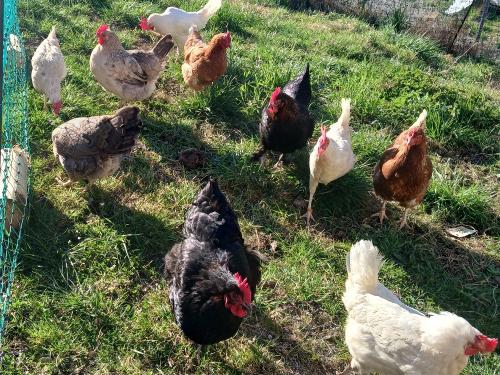 Leo s  z friedene Henna