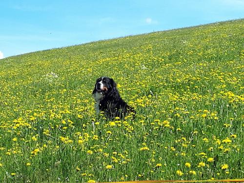 Unser lieber Hofhund Freddi