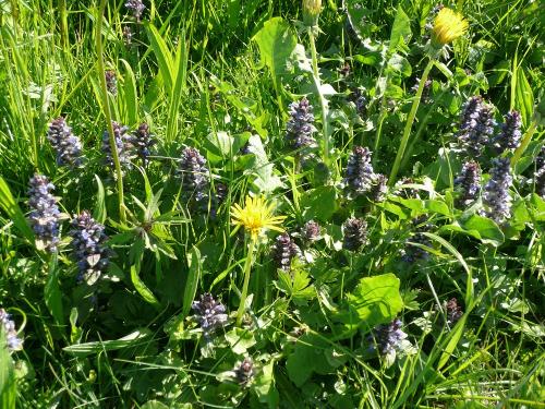 saftige Allgäuer Wiesen