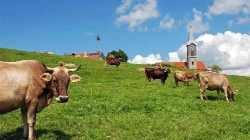 Kühe lieben die saftigen Allgäuer Wiesen