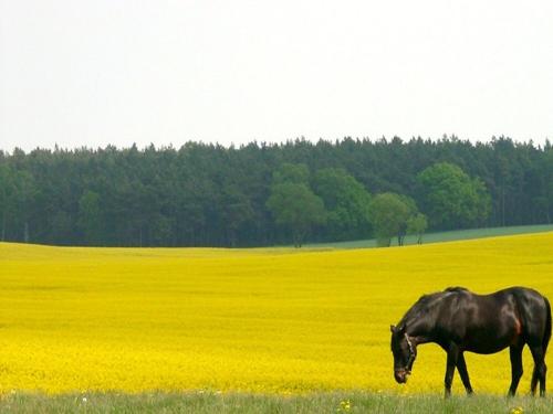 Pferd im Frühling