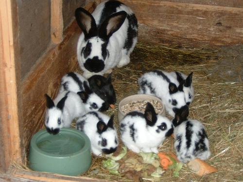 Hasenfamilie