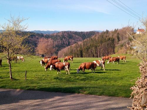 Kühe im Frühling