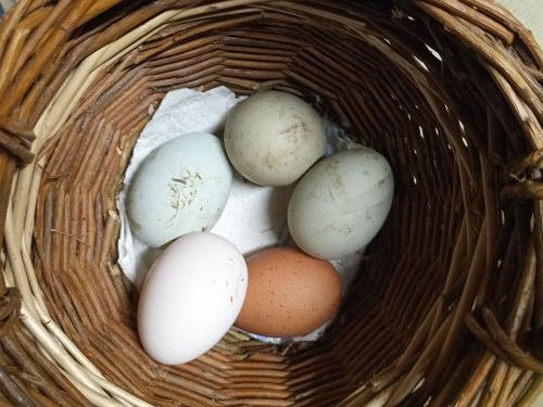 Eier sammeln