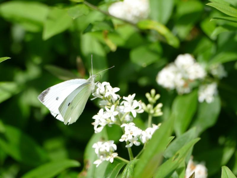 Schmetterling