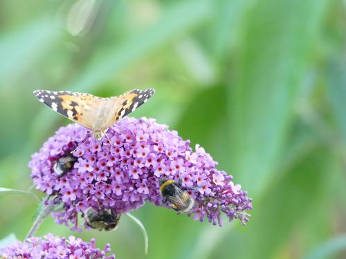 Gäste im Garten