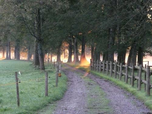 Allee in Morgenstimmung