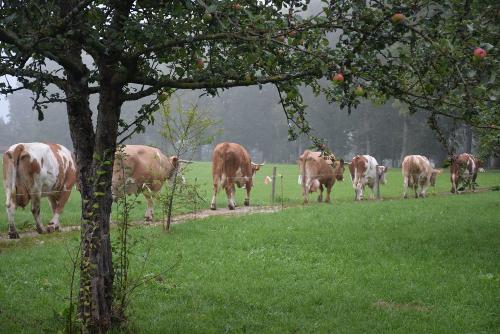 Kühe auf dem Weg zur Weide