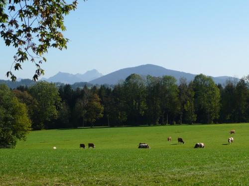 Weidegang mit Blick auf den Wendelstein