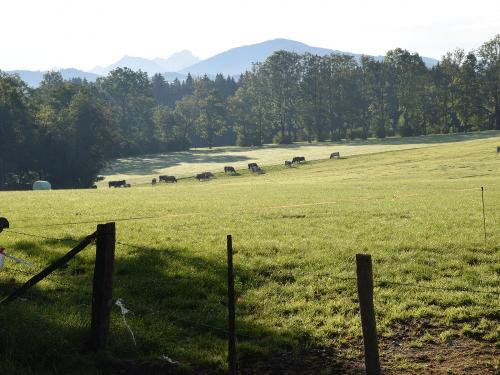 Blick auf unsre Felder mit Kühen Blick auf unsre Felder mit Kühen