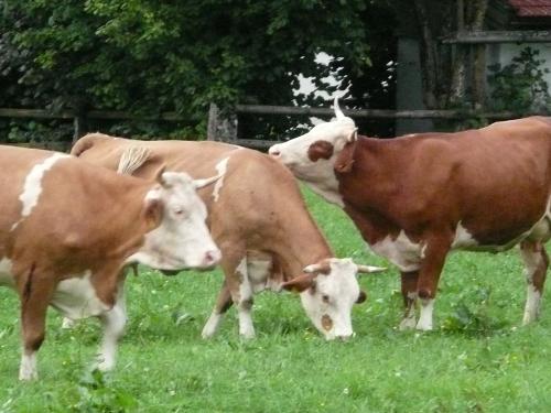 unsere Kühe unsere Kühe