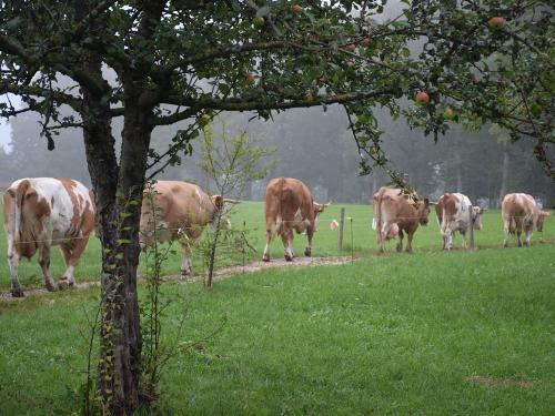 Kühe auf dem Weg zur Weide Kühe auf dem Weg zur Weide