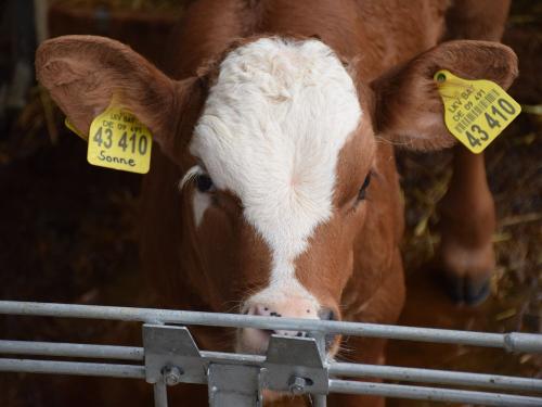 die kleinen Kälber die kleinen Kälber