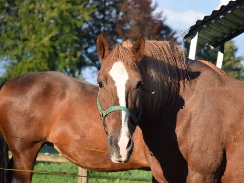 Unser Kaltblutpferd Fuchs Unser Kaltblutpferd Fuchs