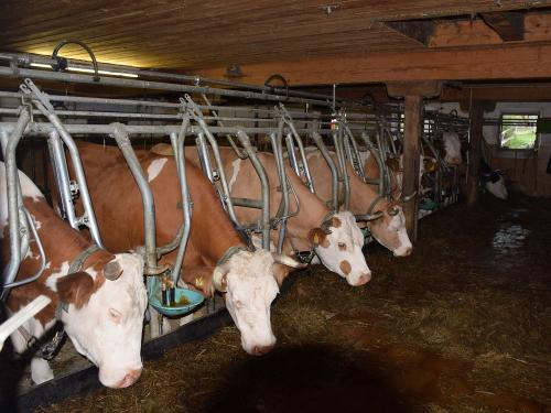 Kühe im Stall Kühe im Stall