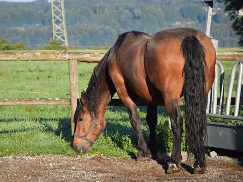 das ist Nelly das ist Nelly