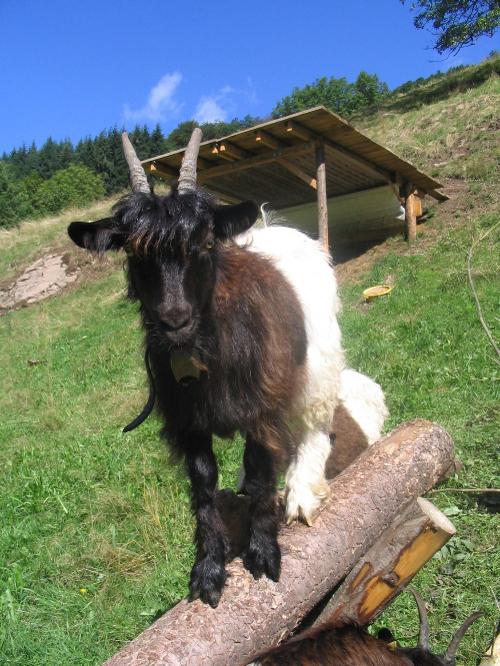 Ziege
