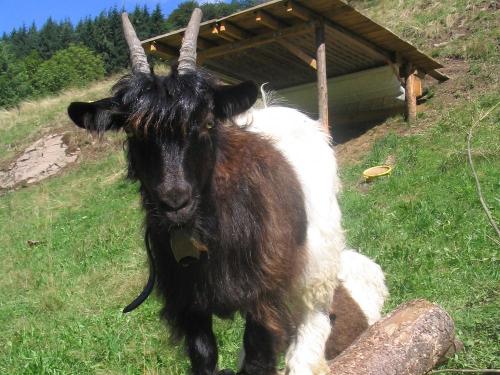 Ziege