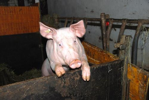 Unser Schweinchen ist mal wieder neugierig