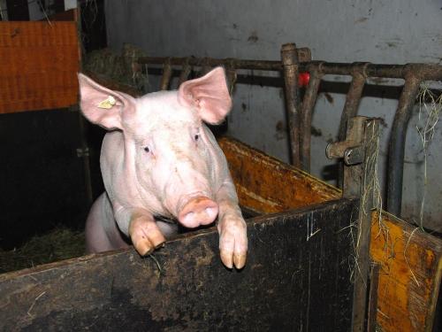 Unser Schweinchen ist mal wieder neugierig