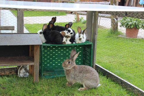 Unsere Hasenfamilie