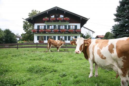 Wohlfühlen auf der Weide