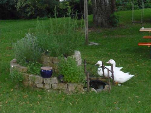Kräuterschnecke mit Besucher