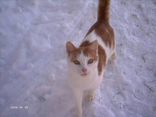 katze