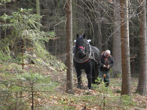 Waldarbeit mit Zuchthengst Sultan