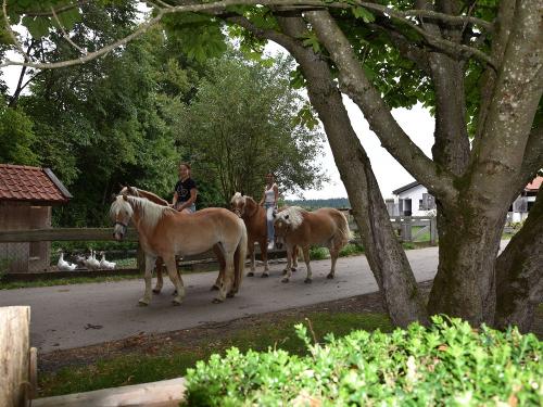 Unsere Pferde auf dem Weg zur Weide Unsere Pferde auf dem Weg zur Weide