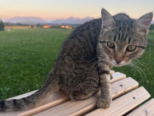 Kater Tigerle