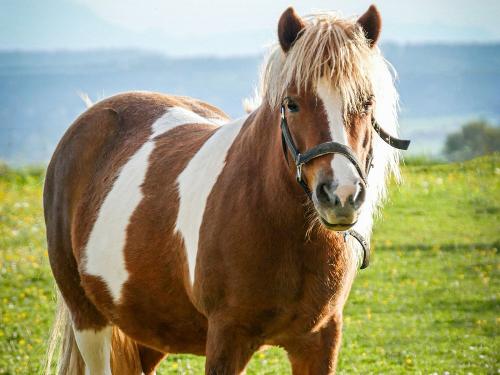 Pony Laura