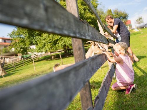 tiereftternundstreicheln