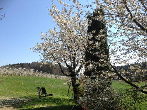Kirschblüte