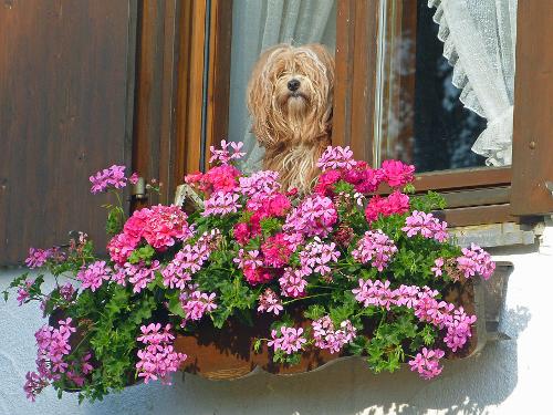Hundeurlaub in Bayern
