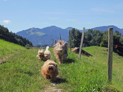 wandern mit Hund im AllgÃ¤u