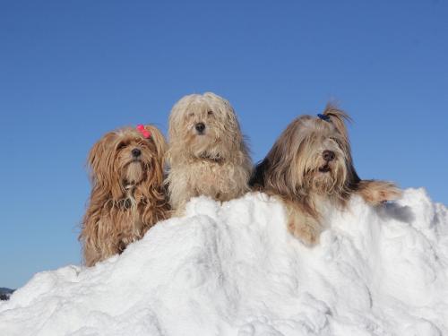Ihr Hund hat sicher auch Spass im Schnee