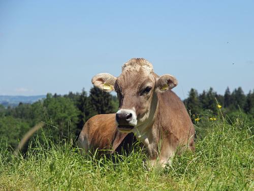 AllgÃ¤uer Milchproduzent bei der Arbeit