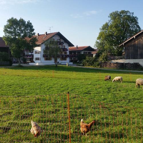 Hühner und Schafe vorm Hof