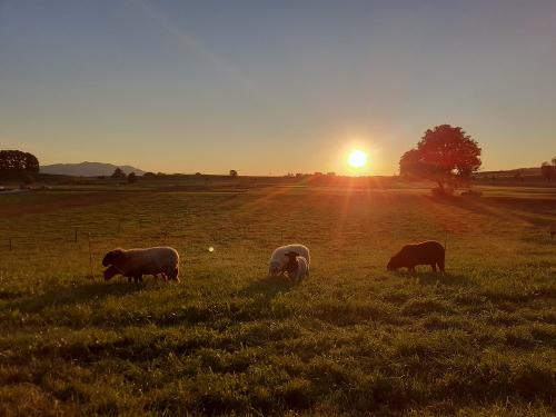 Abendstimmung bei den Schafen