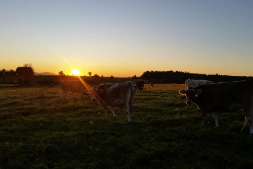 Sonnenuntergang bei den Rindern