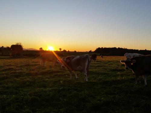 Sonnenuntergang bei den Rindern