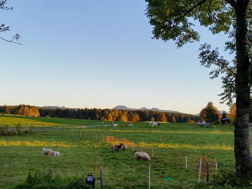 Blick von der Terrasse zu den Tieren und Bergen